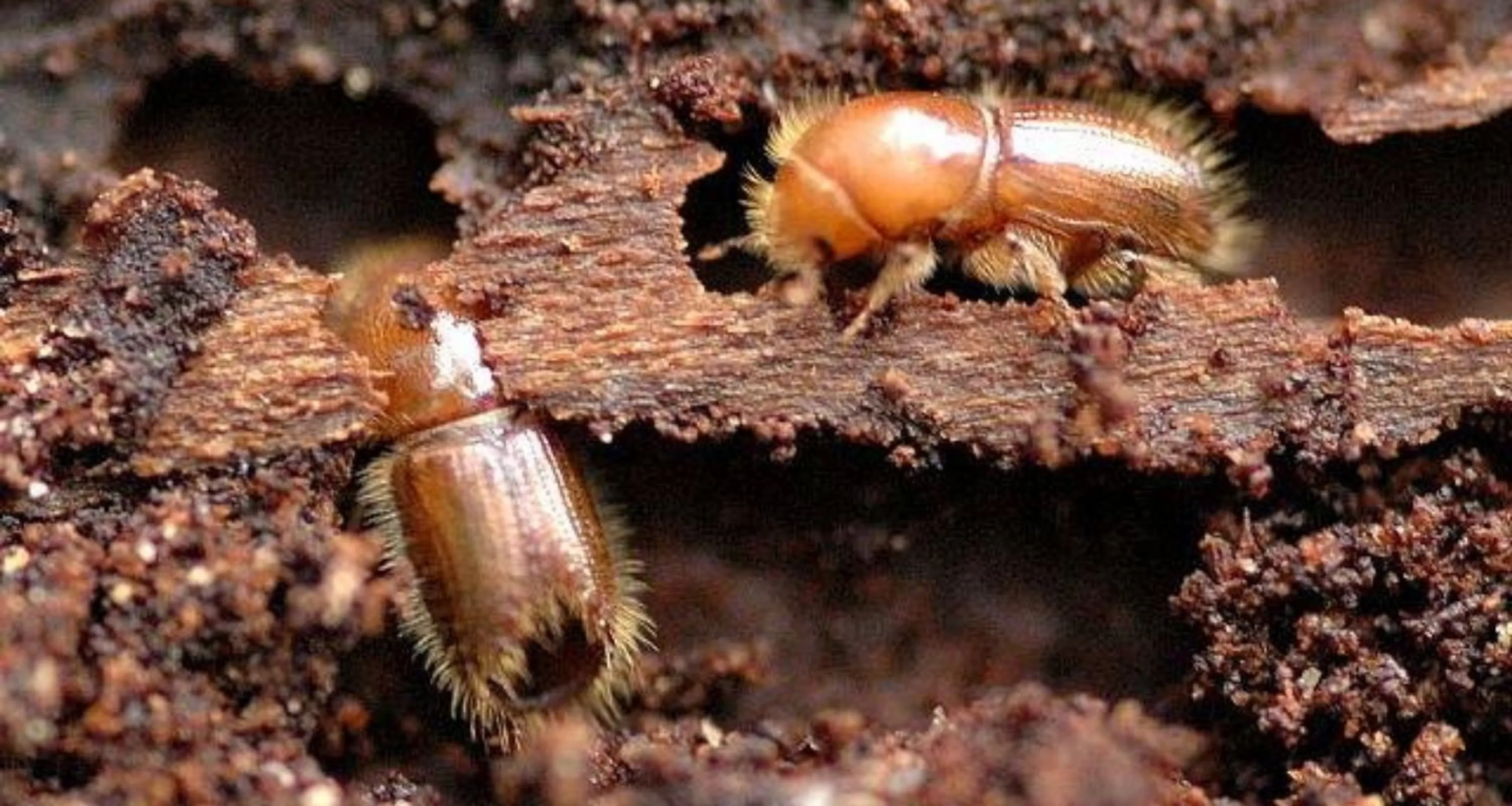 Scolytes : une vigilance renforcée pour protéger nos forêts