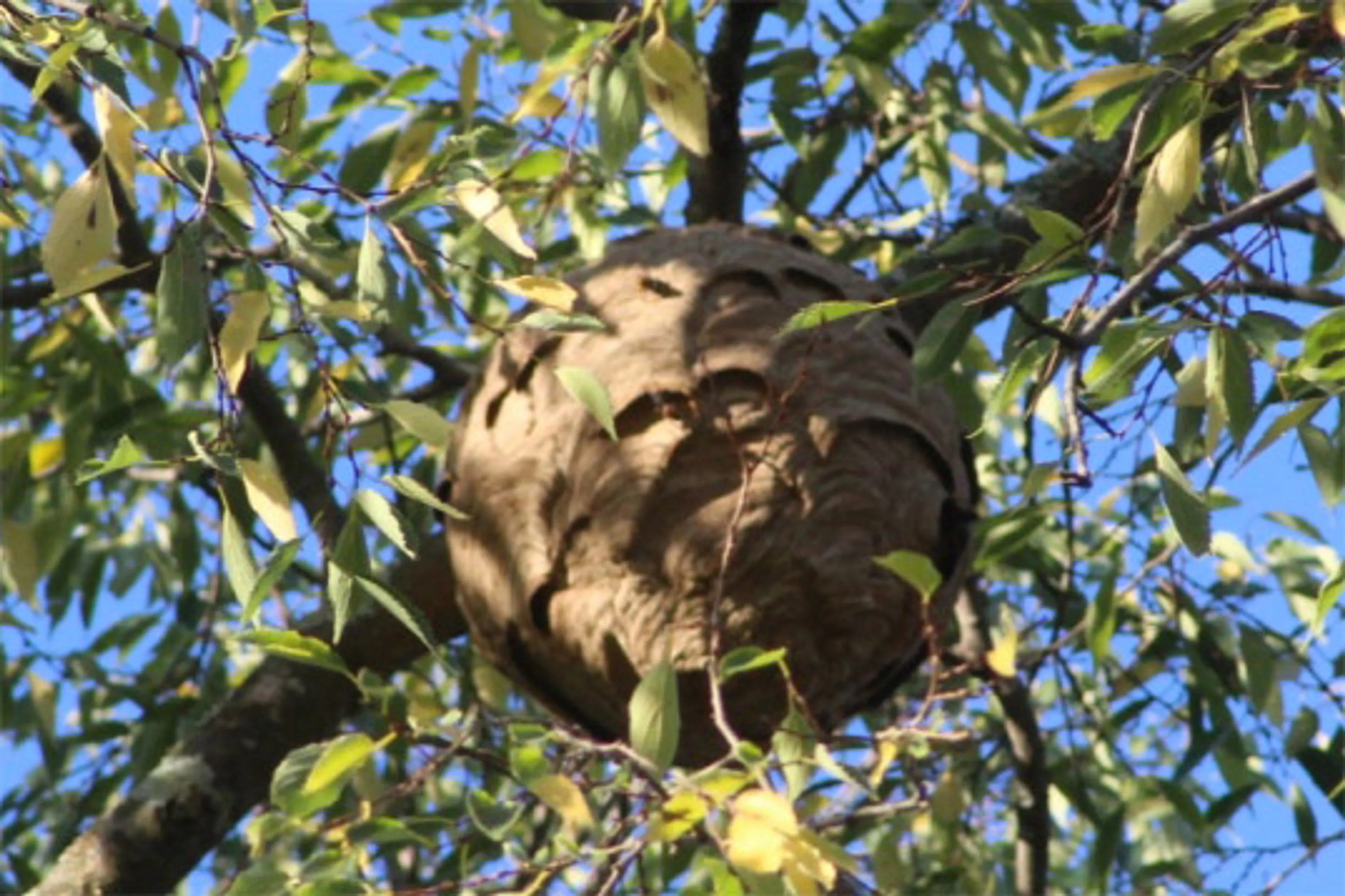 Les feuilles des arbres commencent à tomber, c’est l’apparition des nids de frelons asiatiques.